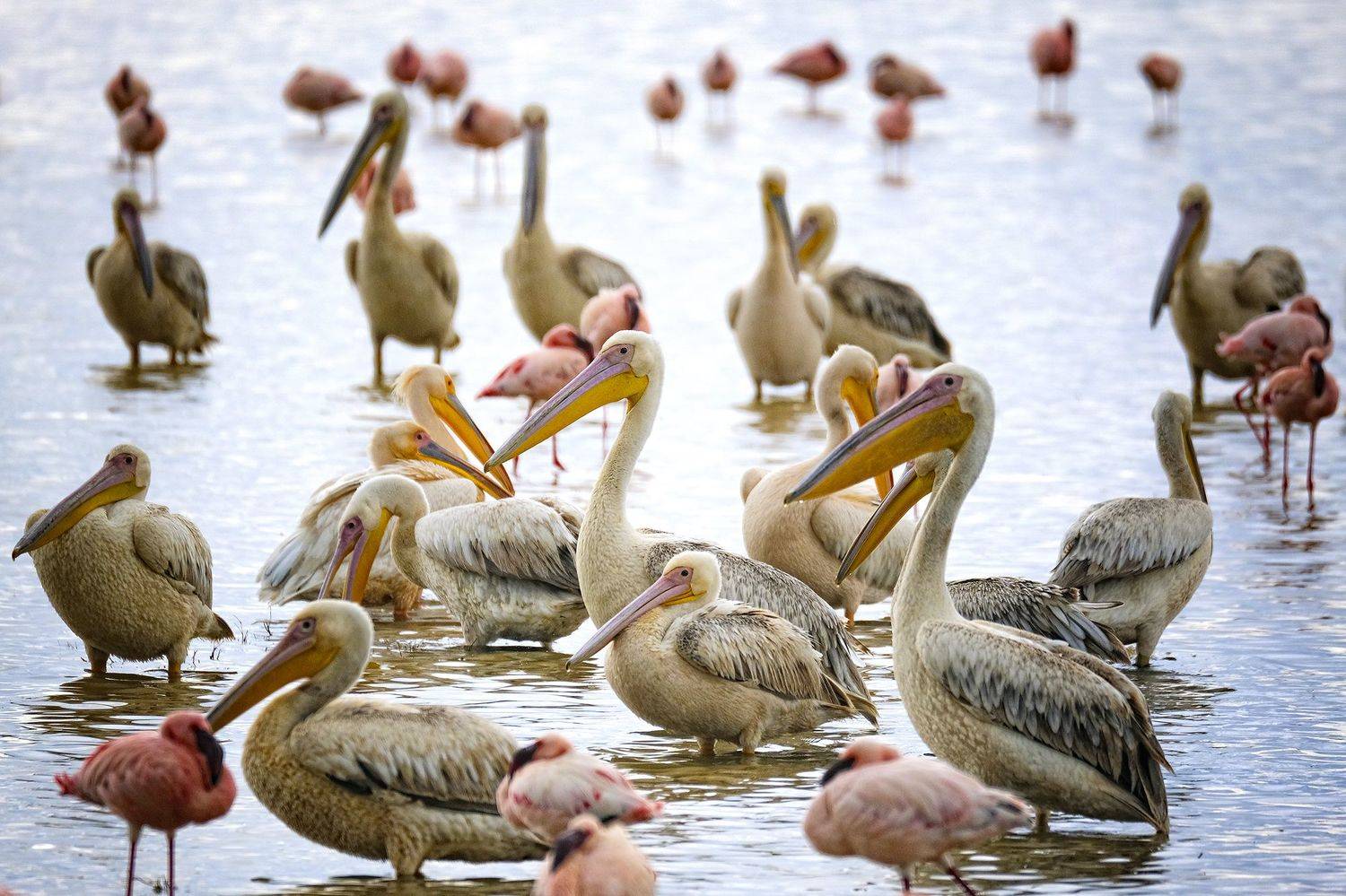 , Худзинская Ирина