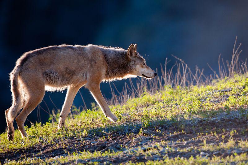 Голодный волк фото превью