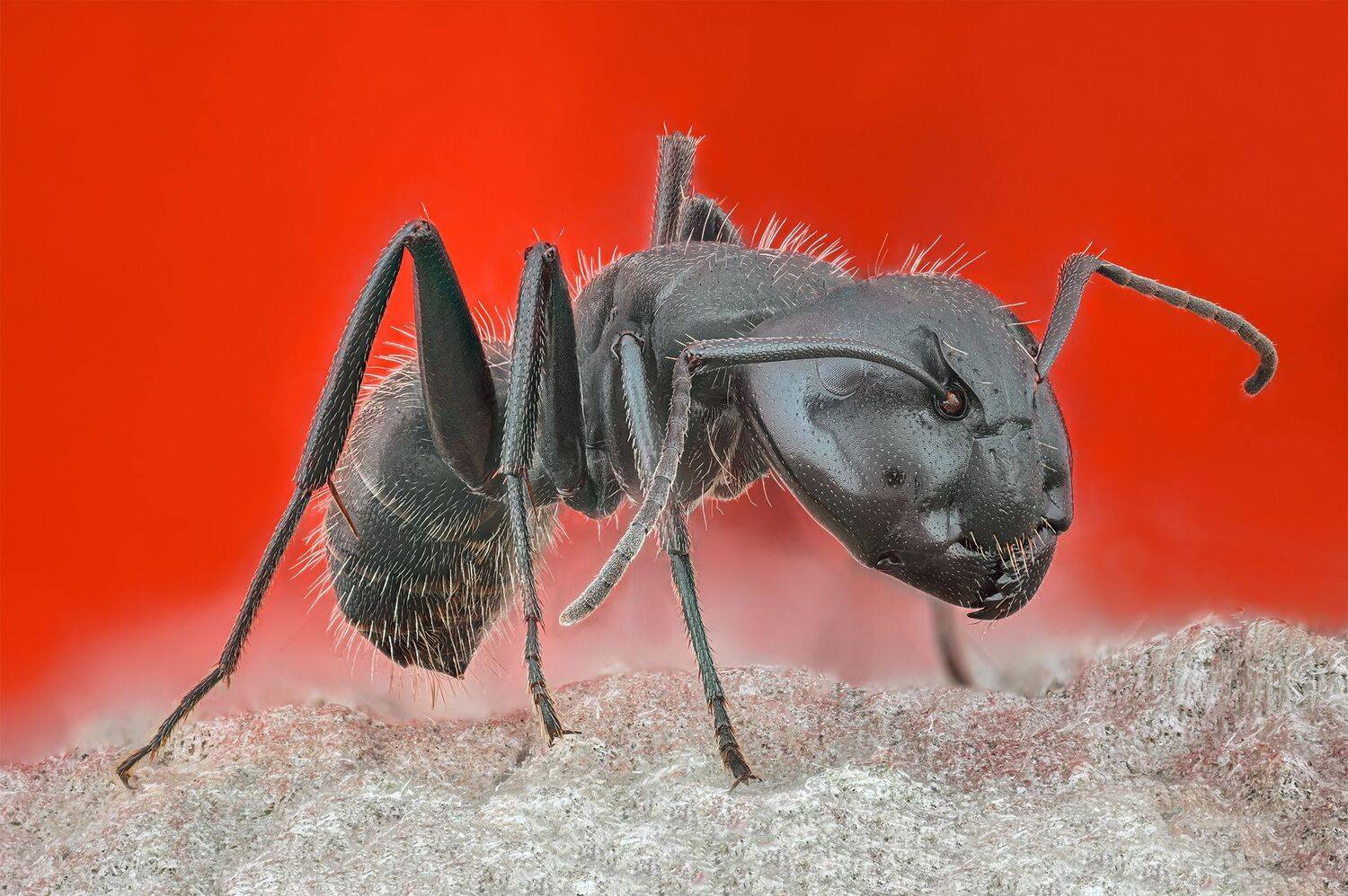 ceclii, macro, Tsvetan Ganev