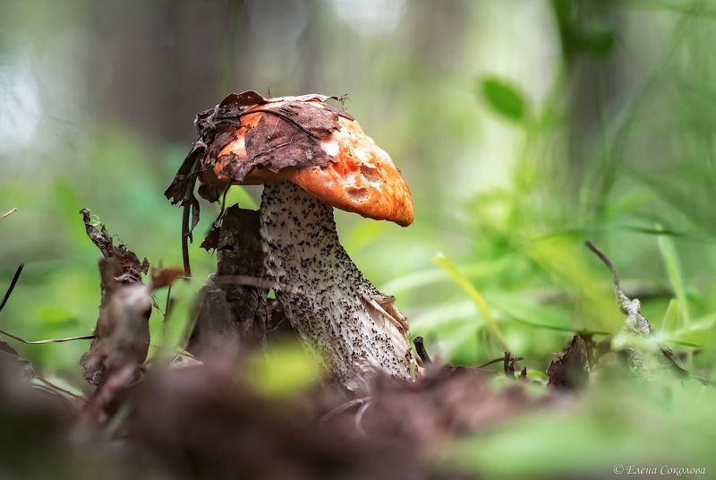 подосиновик, красноголовик, грибы, макро Красноголовики фото превью