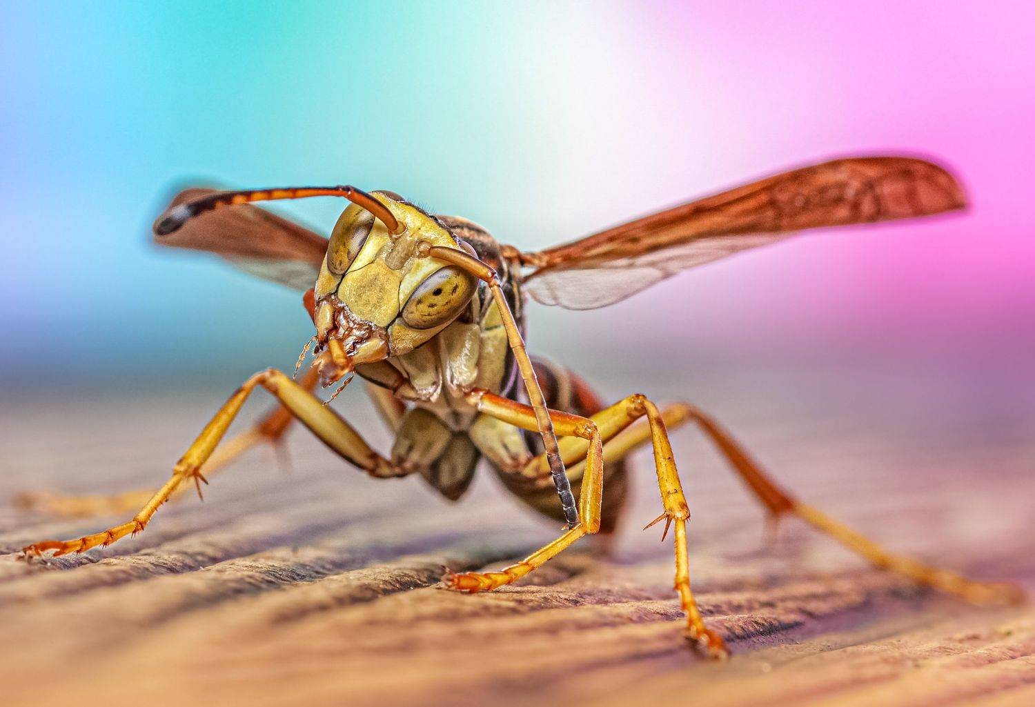 wasp, insect, macro, nature, wild, insects, bee,, Atul Saluja