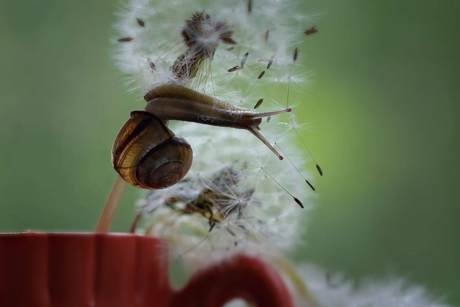 улитка, макро, macro, одуванчик, snail, волшебное макро, magic macro, Хилько Марина
