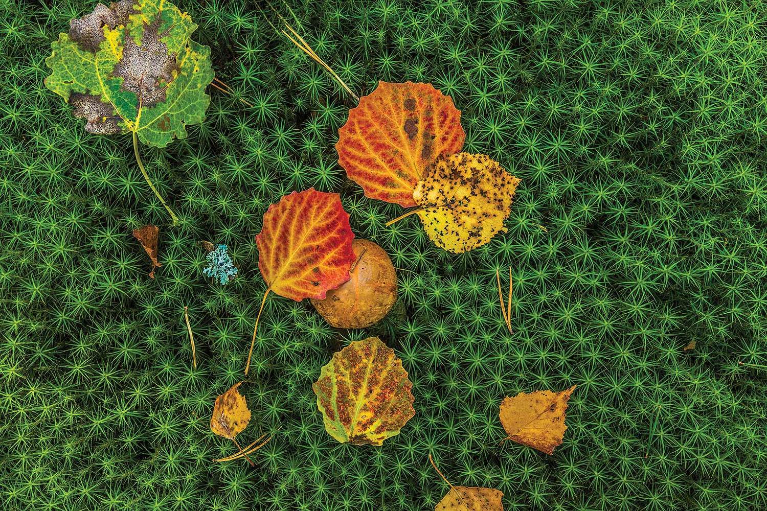 , Напалкин Станислав