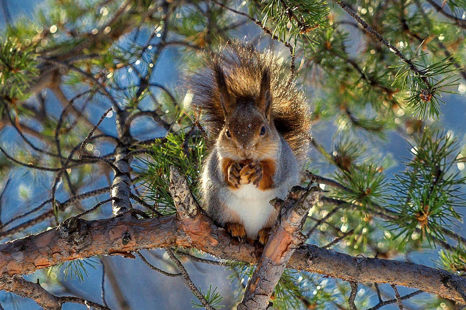 , Наталья Ермохина
