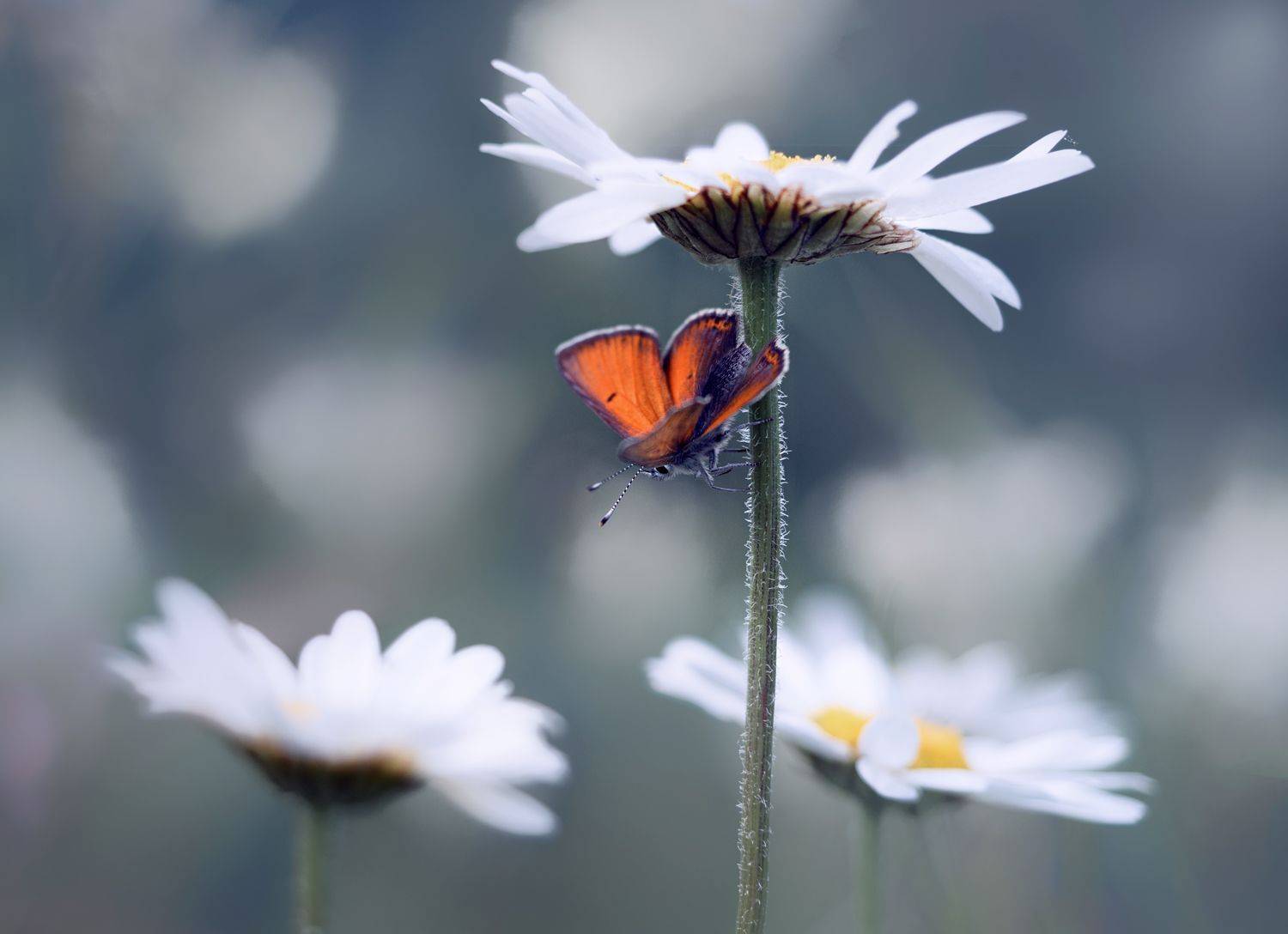 , Баранов Олег