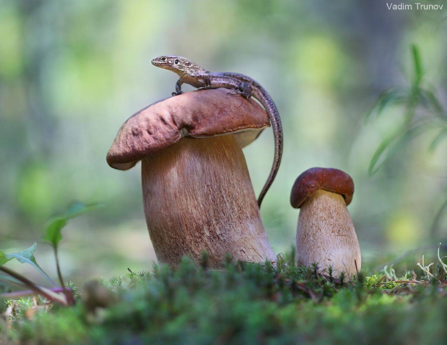 , Вадим Трунов