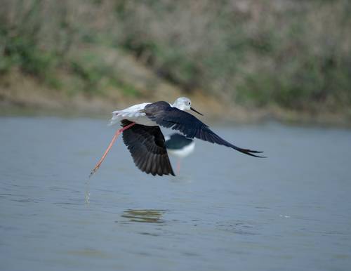 Black-winged stilt