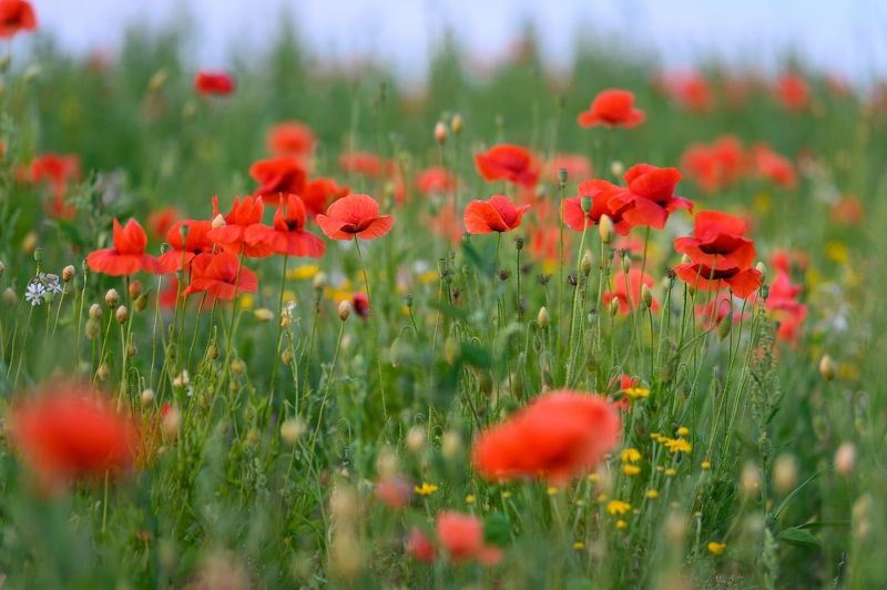 Вечер на маковом поле фото превью