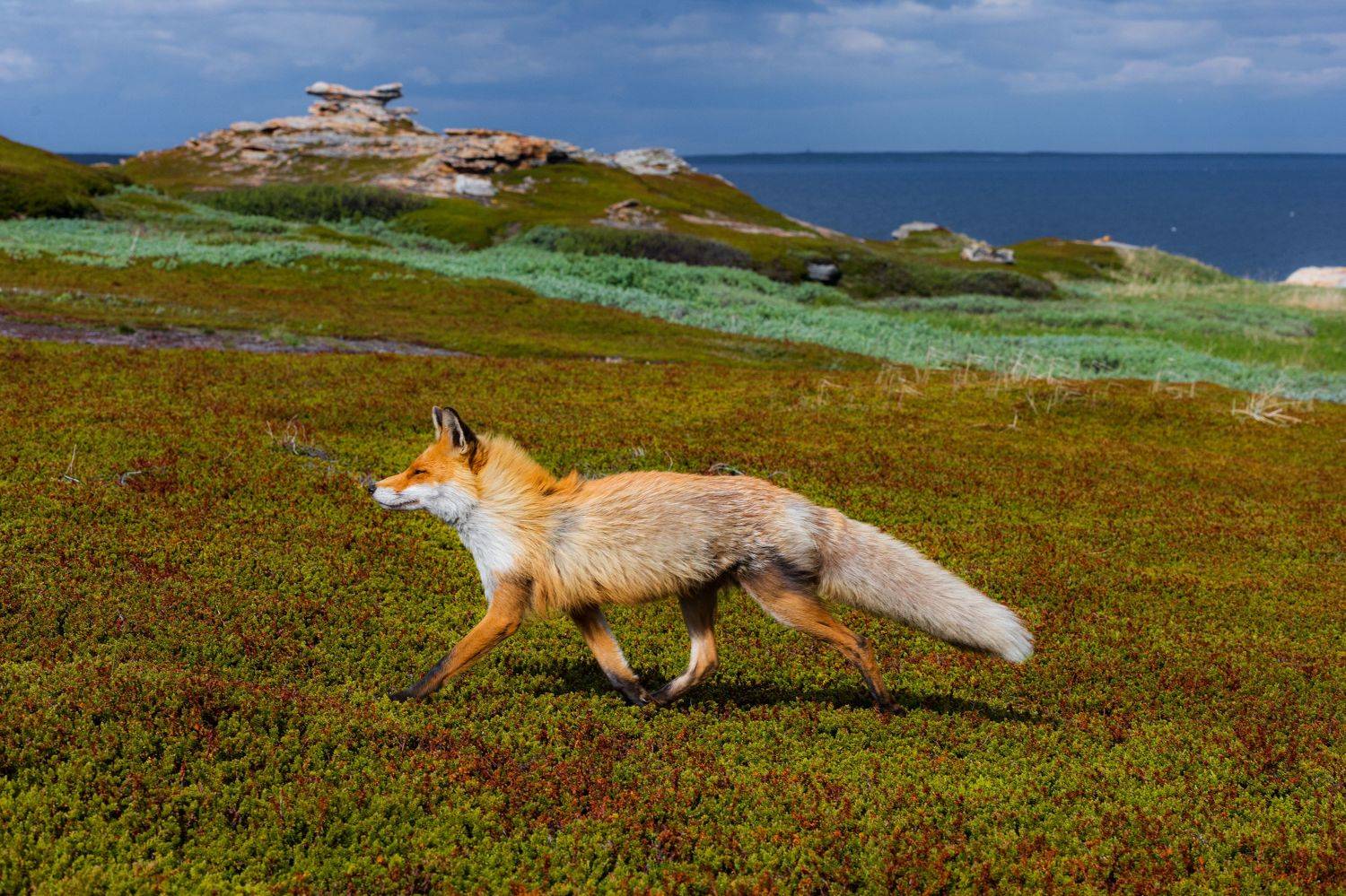 Заполярье, Кольский, Могилевич Elena