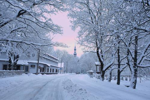 Нарва зимняя.