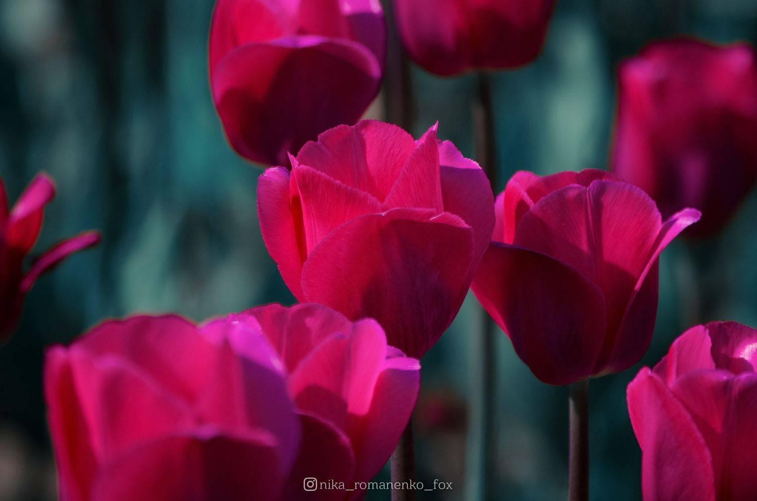 , Вероника Романенко