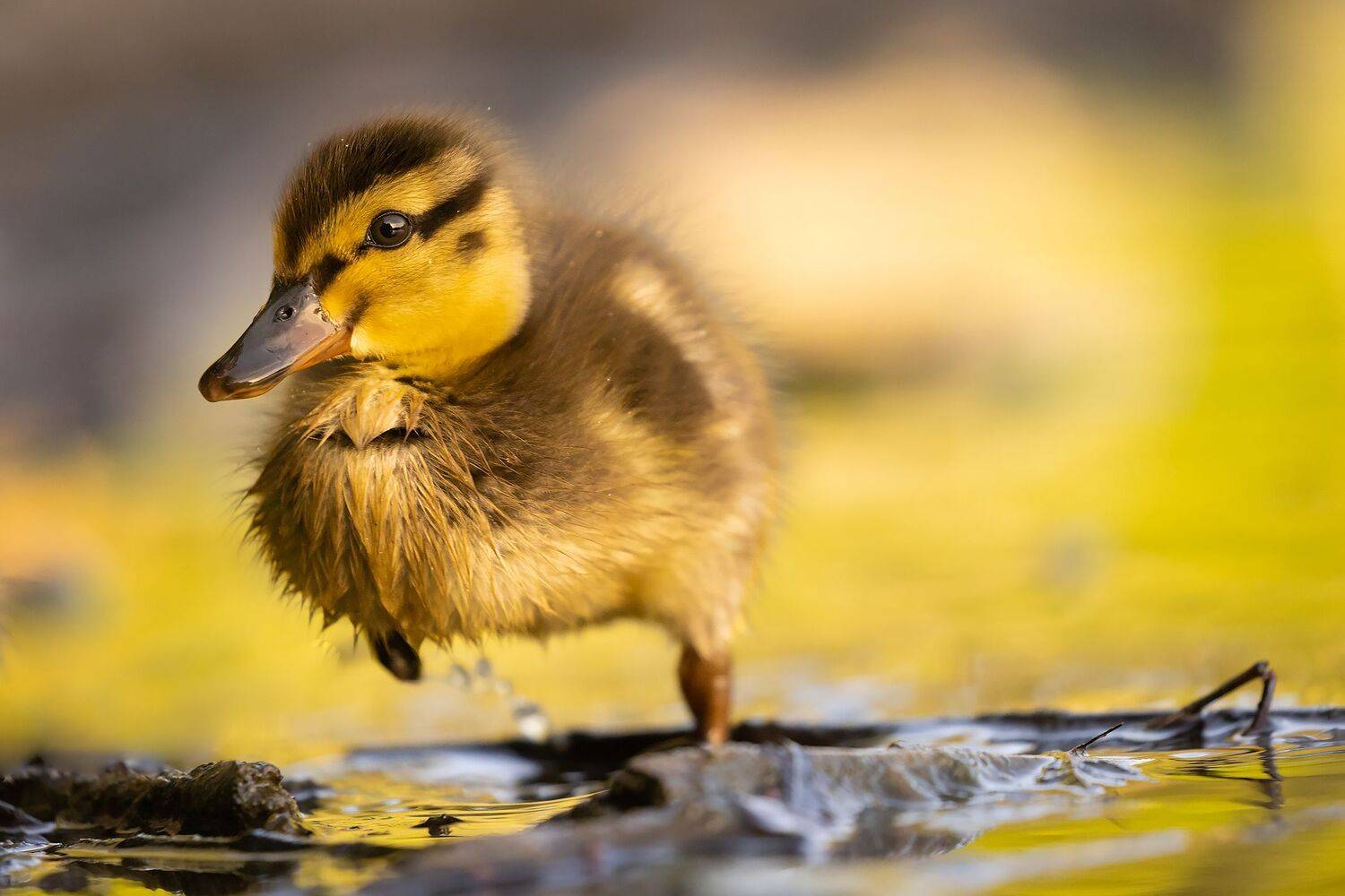 , Robert Adamec