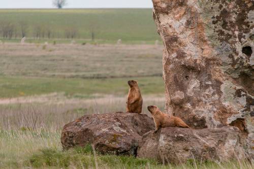 Байбаки (степные сурки)
