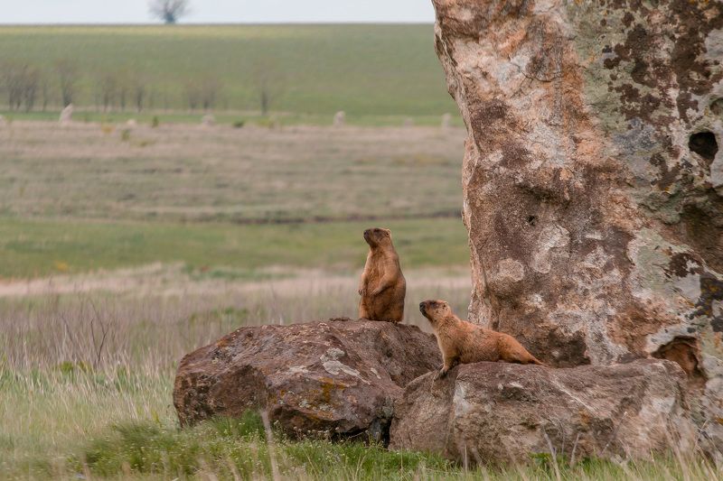 байбак, сурок, природа, bobak, marmot, весна, степь Байбаки (степные сурки) фото превью