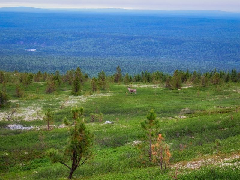 югыд-ва, подчерем, северный урал, тимаиз, север На северной горе фото превью
