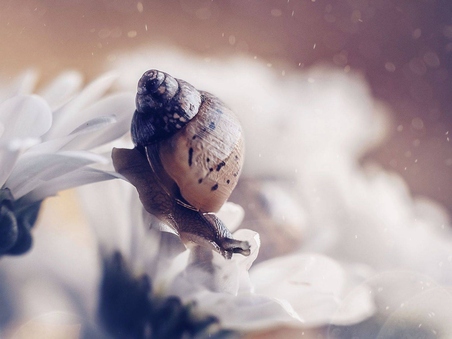 улитка, макро, snails, macro, flowers, bokeh, helios, lumix, Rogozina Olga