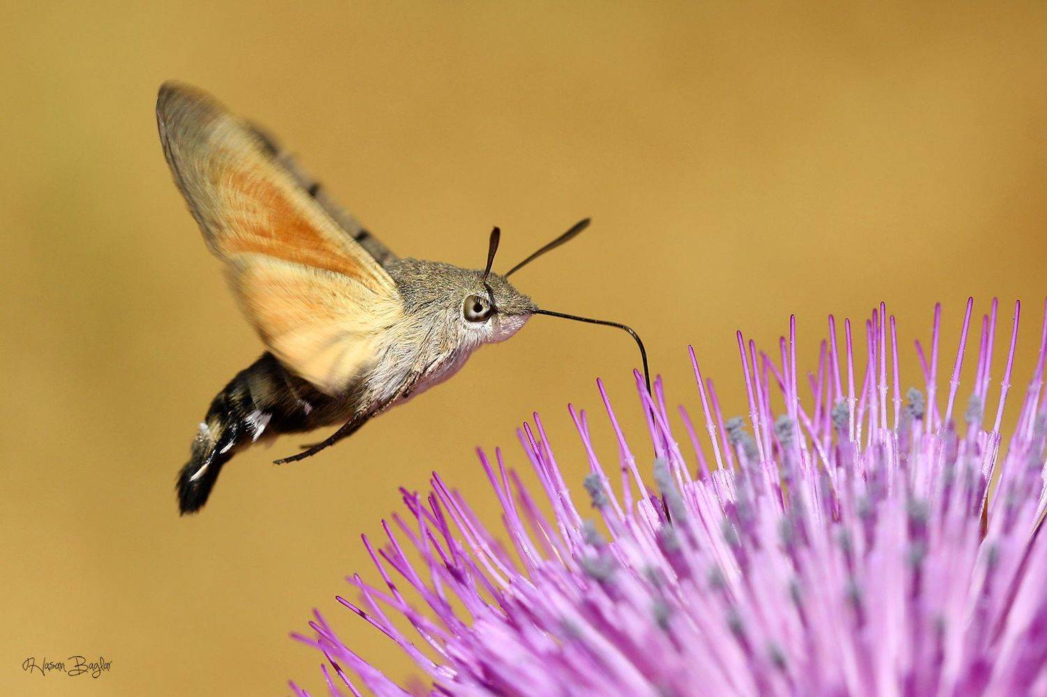 #moth #macro #macrohotography #nature #closeup #northcyprus, Baglar Hasan