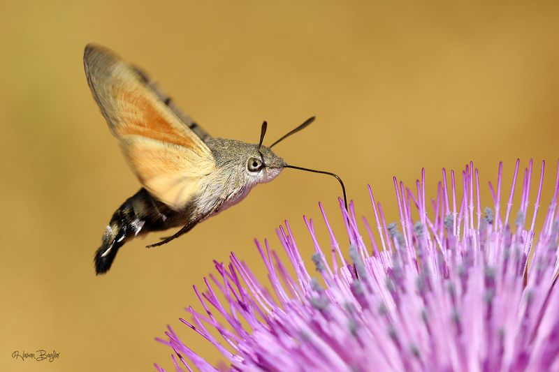 #moth #macro #macrohotography #nature #closeup #northcyprus Hawkmoth фото превью