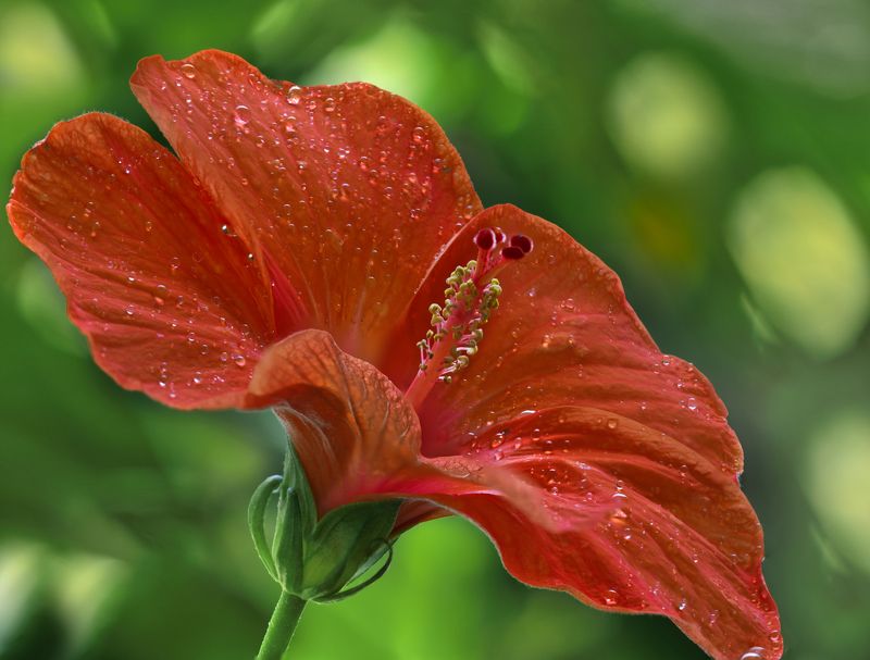 flower,macro.close,grass.beauty,nikon,pleace,love,light,details,petals,fragile,wild,field,water,drops,petals,hibiscus,rose,peace Flower фото превью