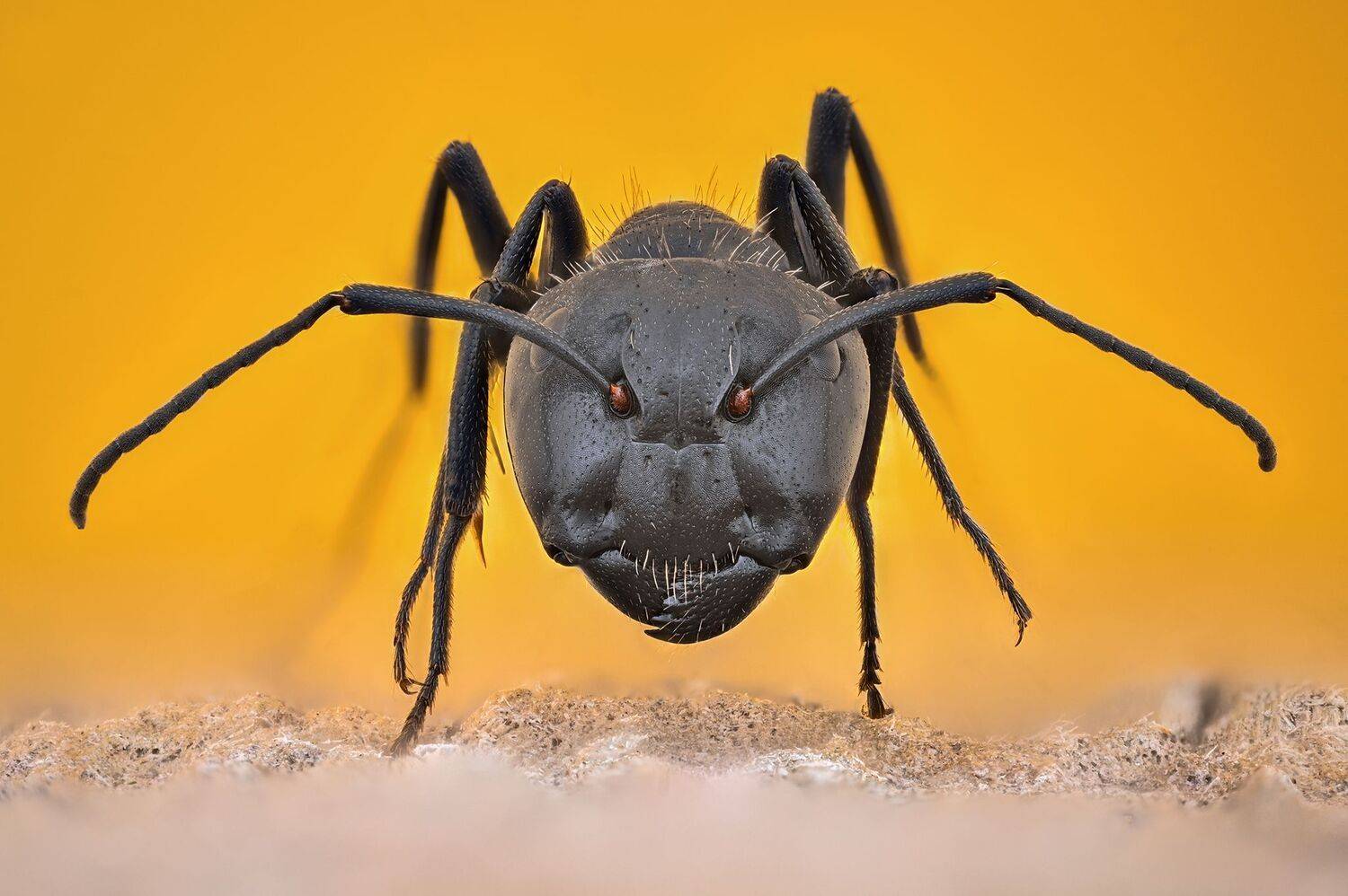 ceclii, macro,nikon z6ii, lomo 3.7, Tsvetan Ganev