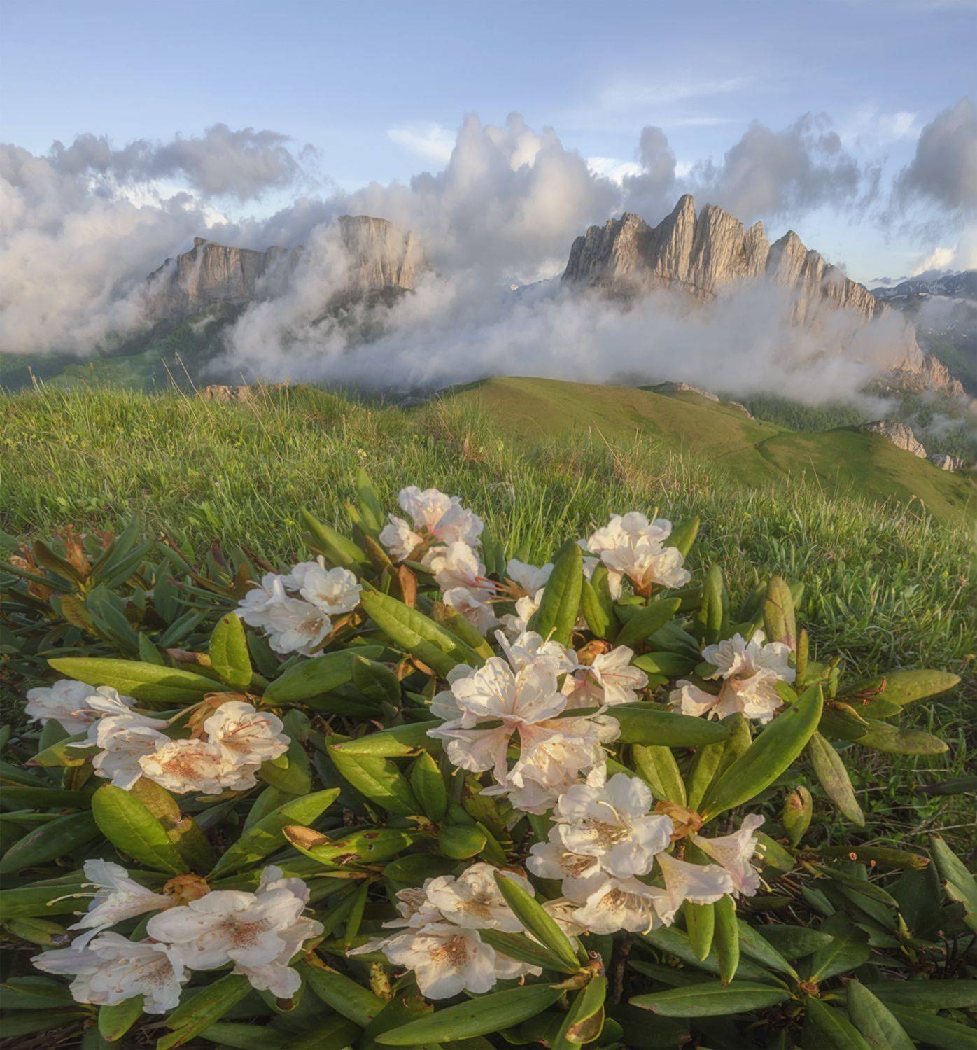 западный кавказ, ачешбок, чёртовы ворота, рододендрон, облака, закат, лето, июнь, Мысливцев Николай