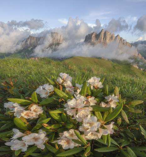 Цвет рододендрона