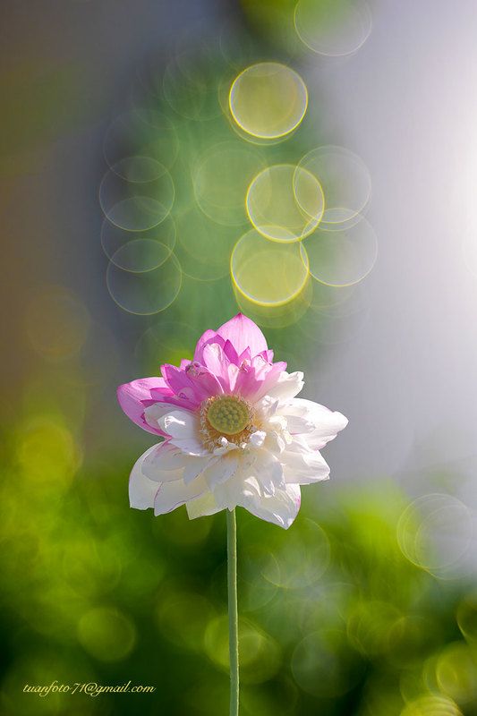 Lotus фото превью