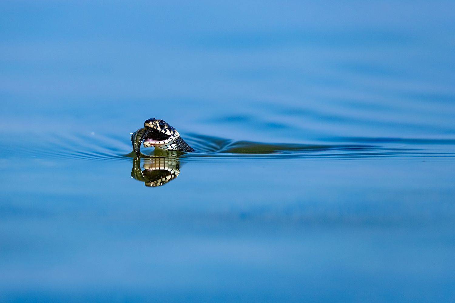 , Александр Абросимов