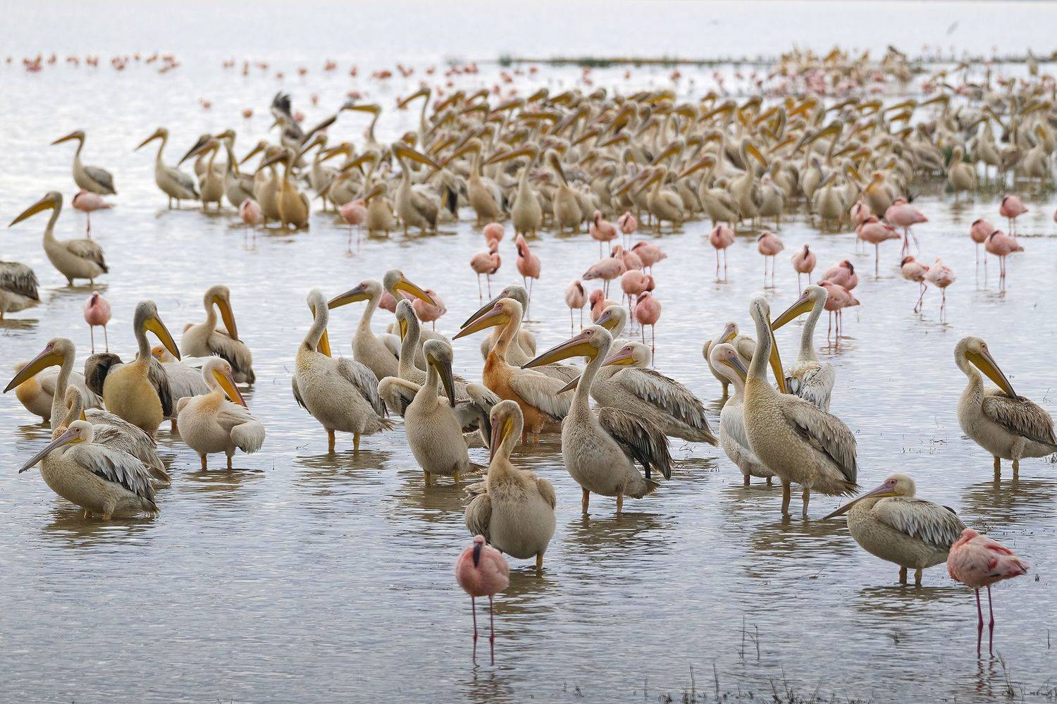 , Худзинская Ирина