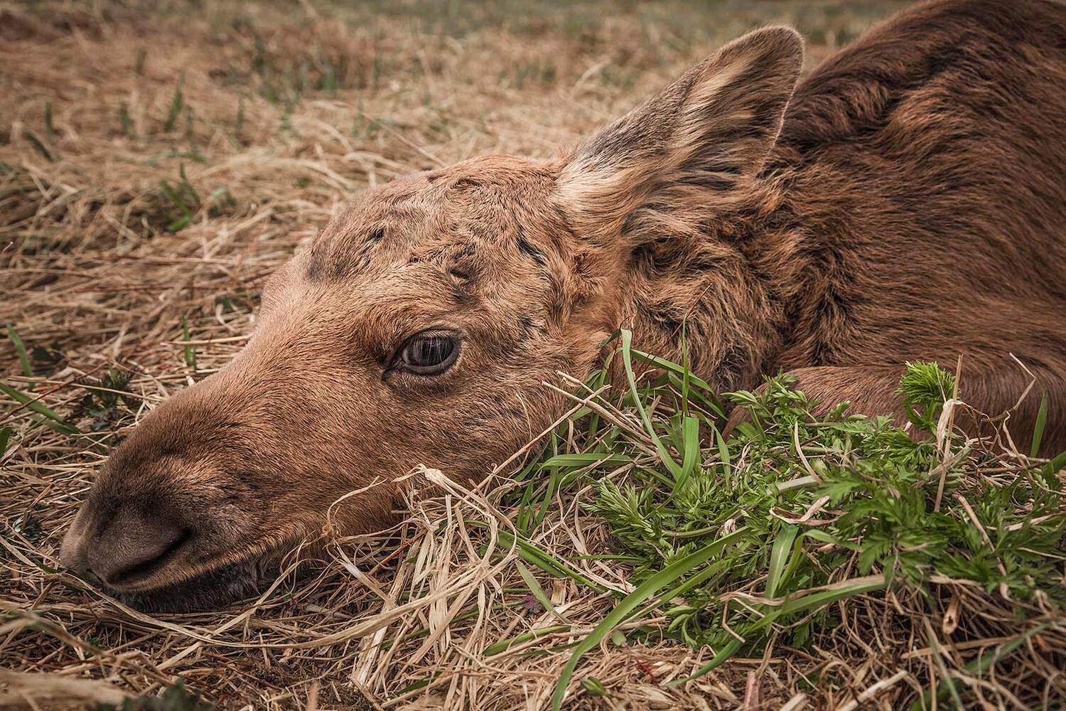 , Напалкин Станислав