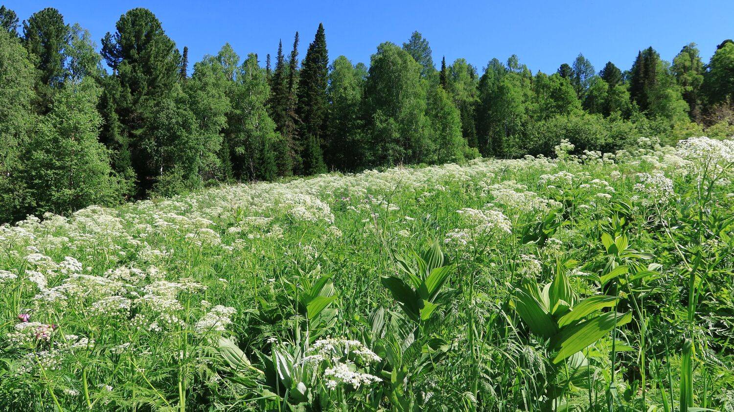 алтай,природа,деревья,цветы, Козлова Галина