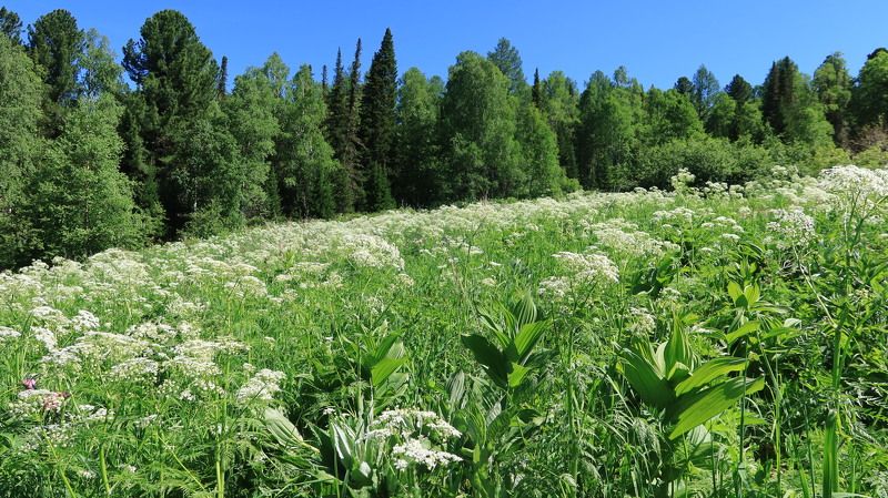 алтай,природа,деревья,цветы Цветущий Алтай фото превью