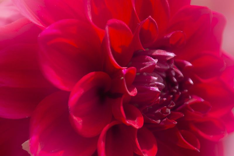 colour, red, nature,flower.macro Dalia фото превью