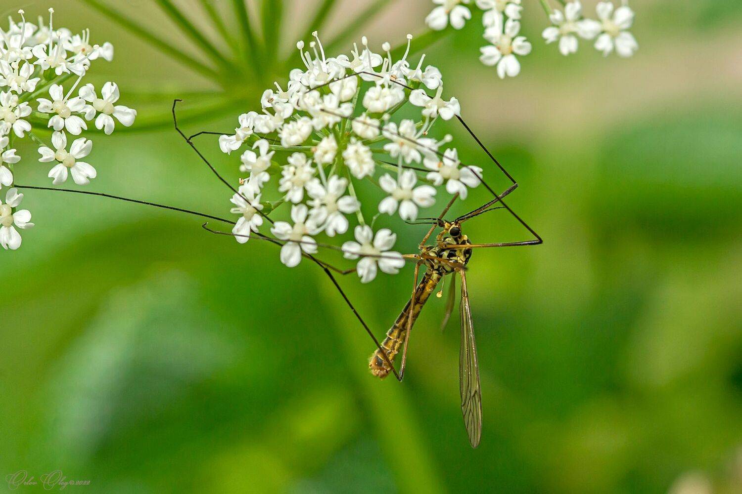 , Орлов Олег