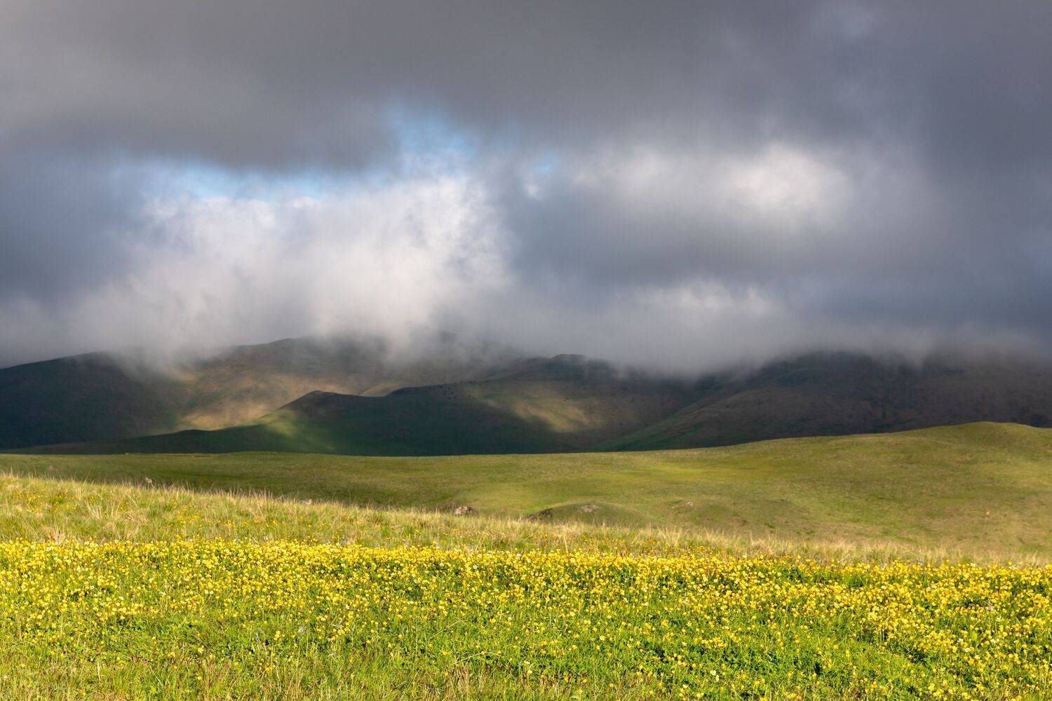 , Евгения Чех