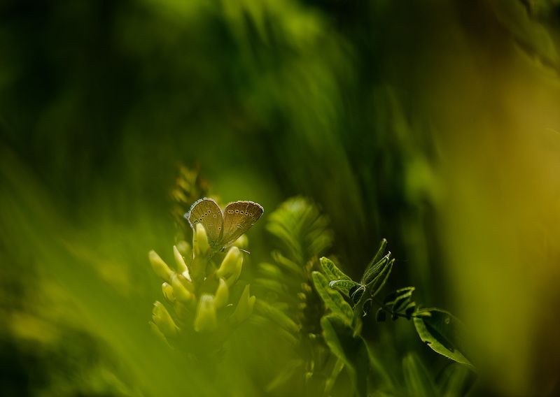 незаметная фото превью