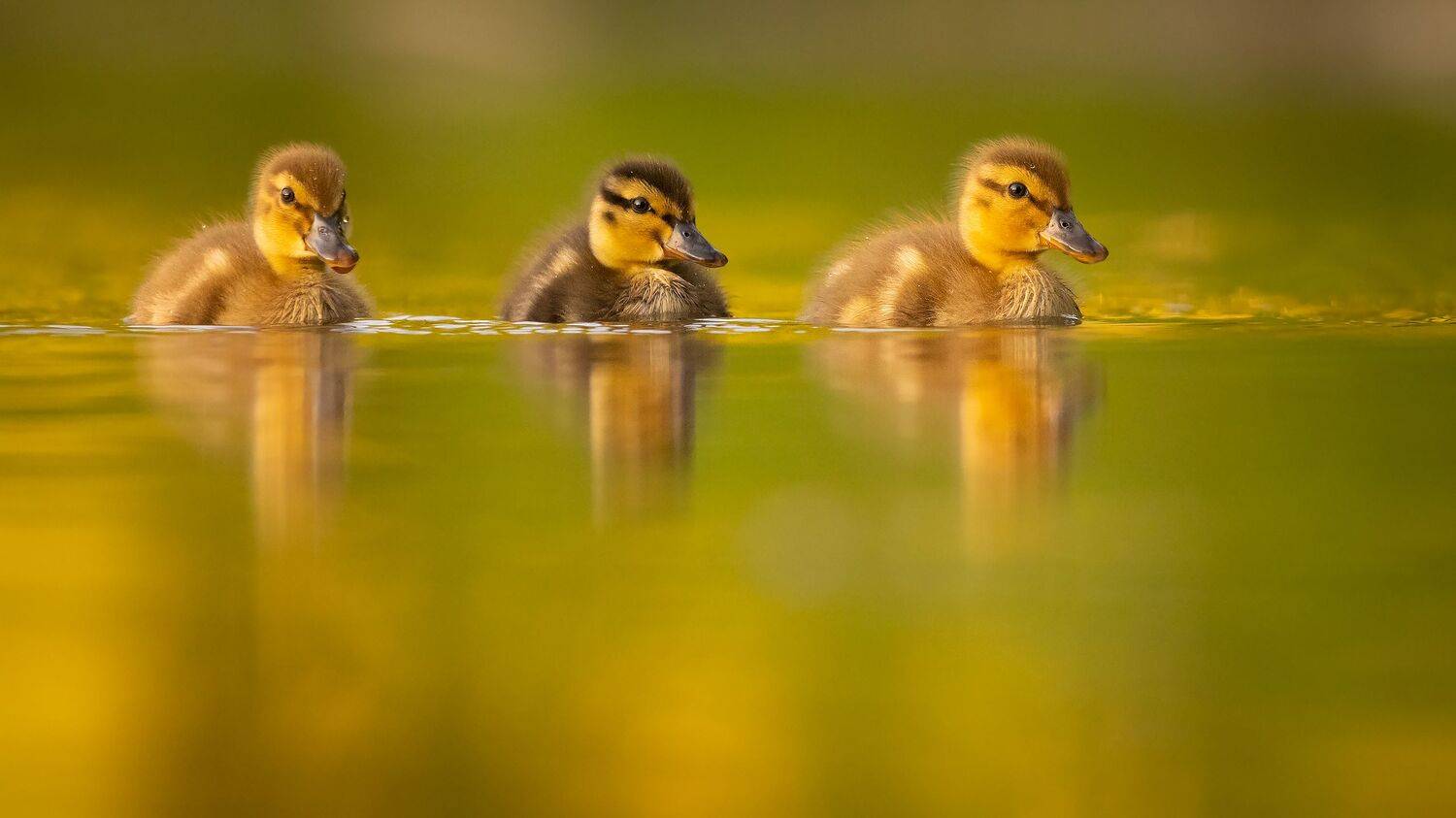 , Robert Adamec
