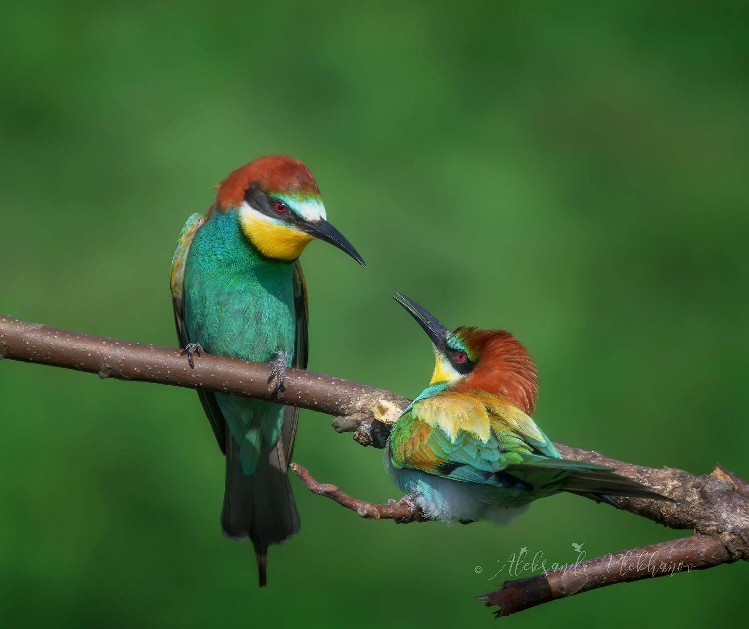 wildlife, Плеханов Александр