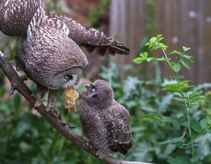 Неясыть бородатая фото превью
