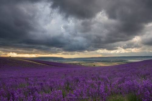 Перед дождем