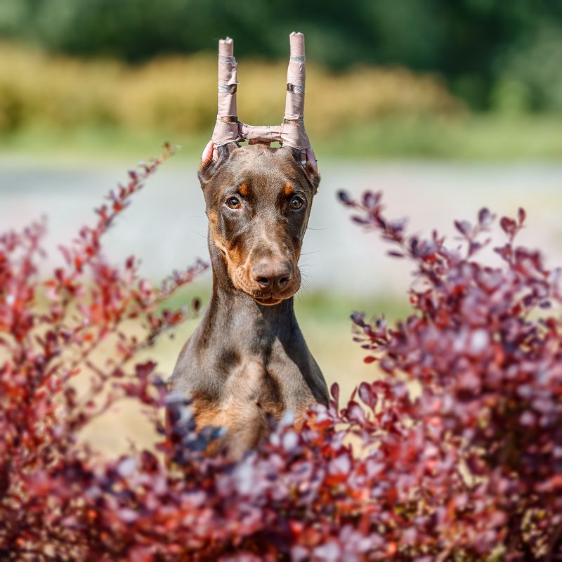 фото превью