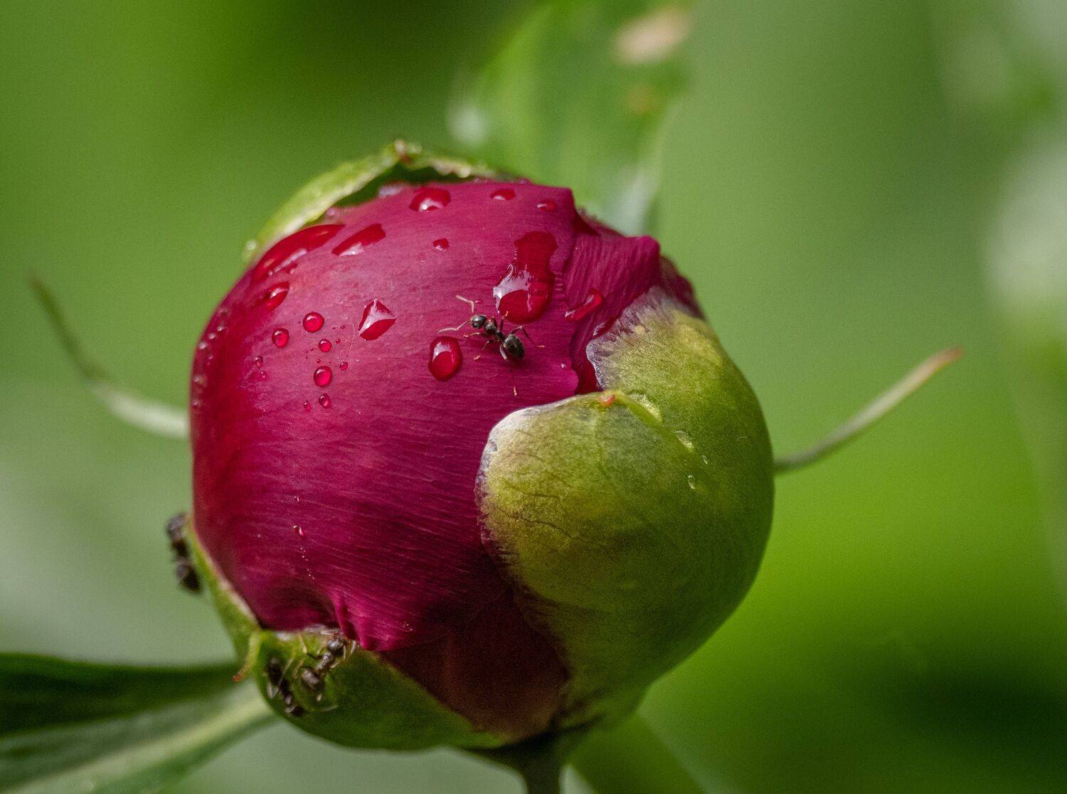 , Курлянцев Алексей