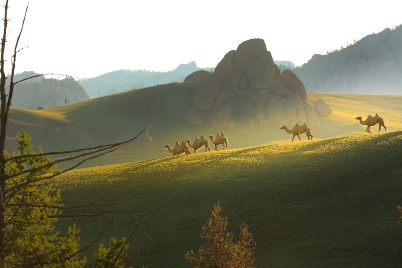 mongol фото превью