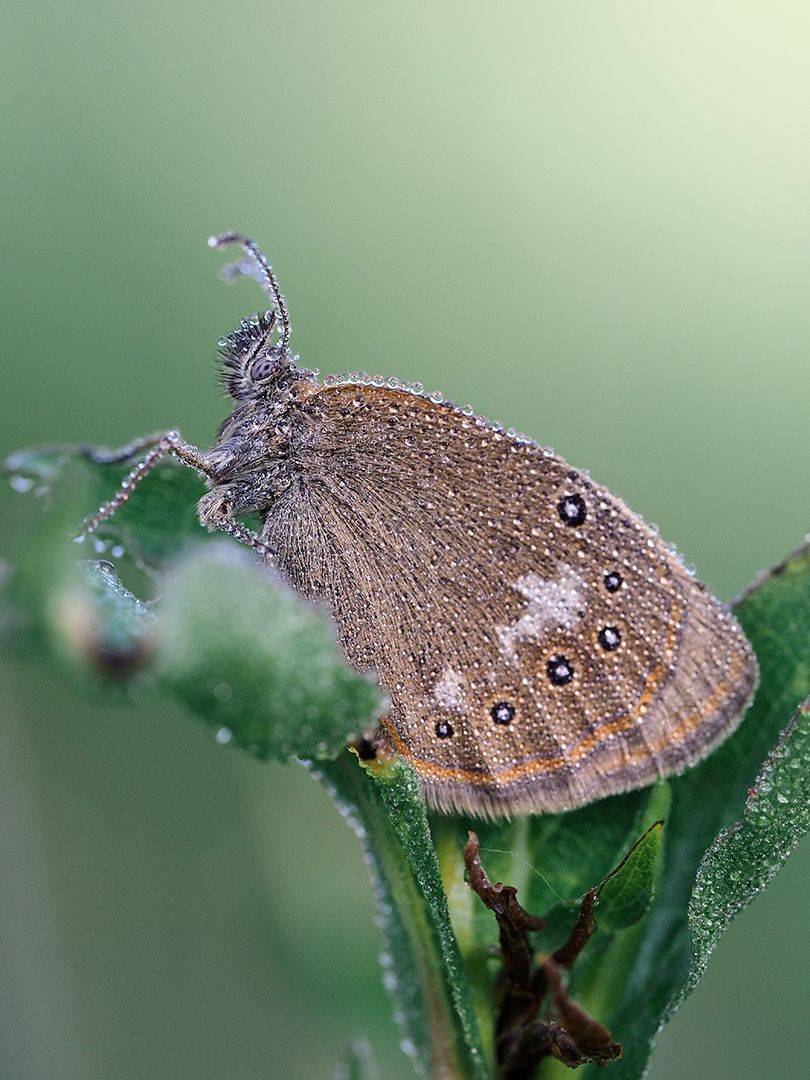 , Сергей Калёв