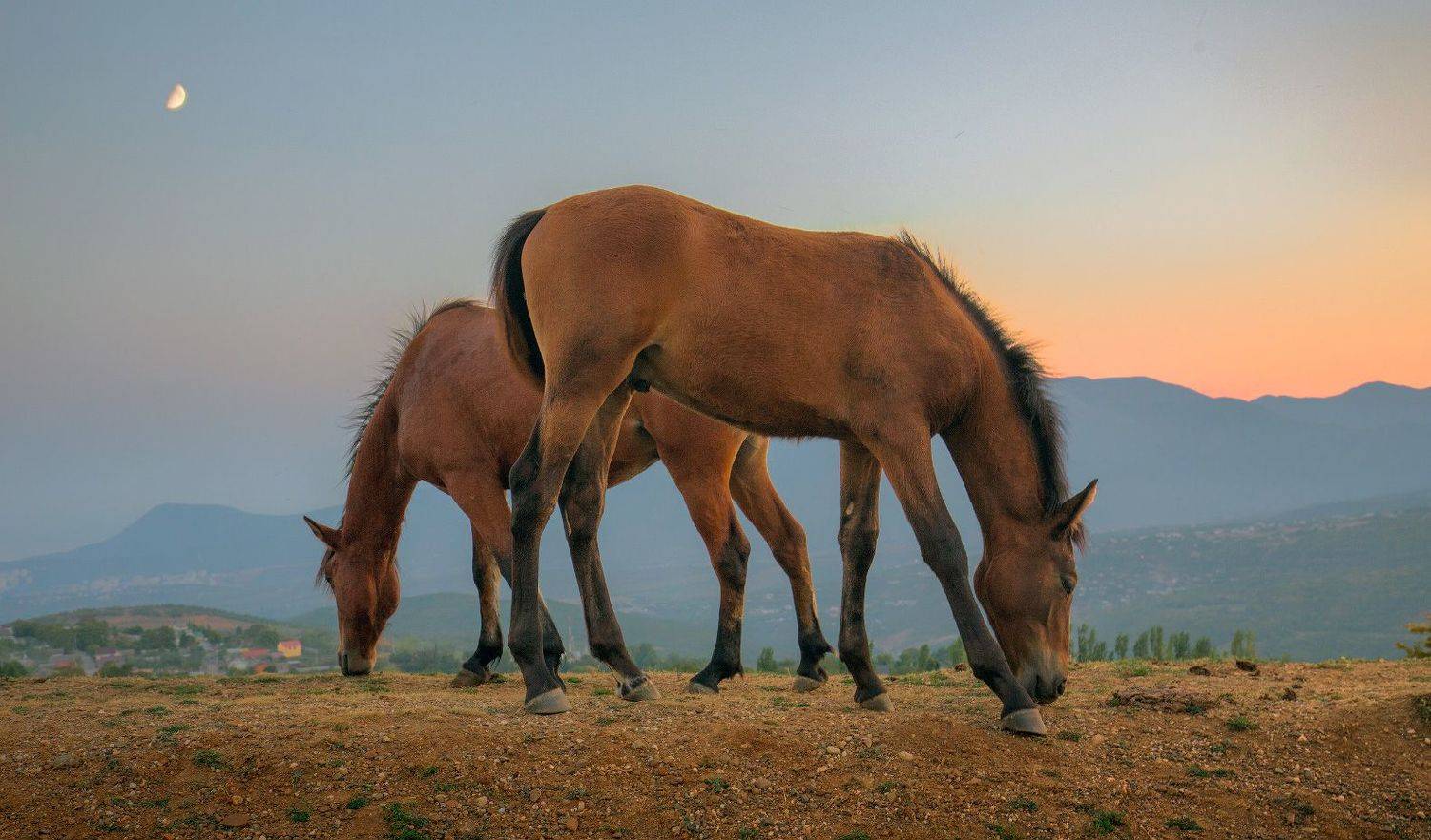 крым, вечер, лошади, закат, Виктор Климкин