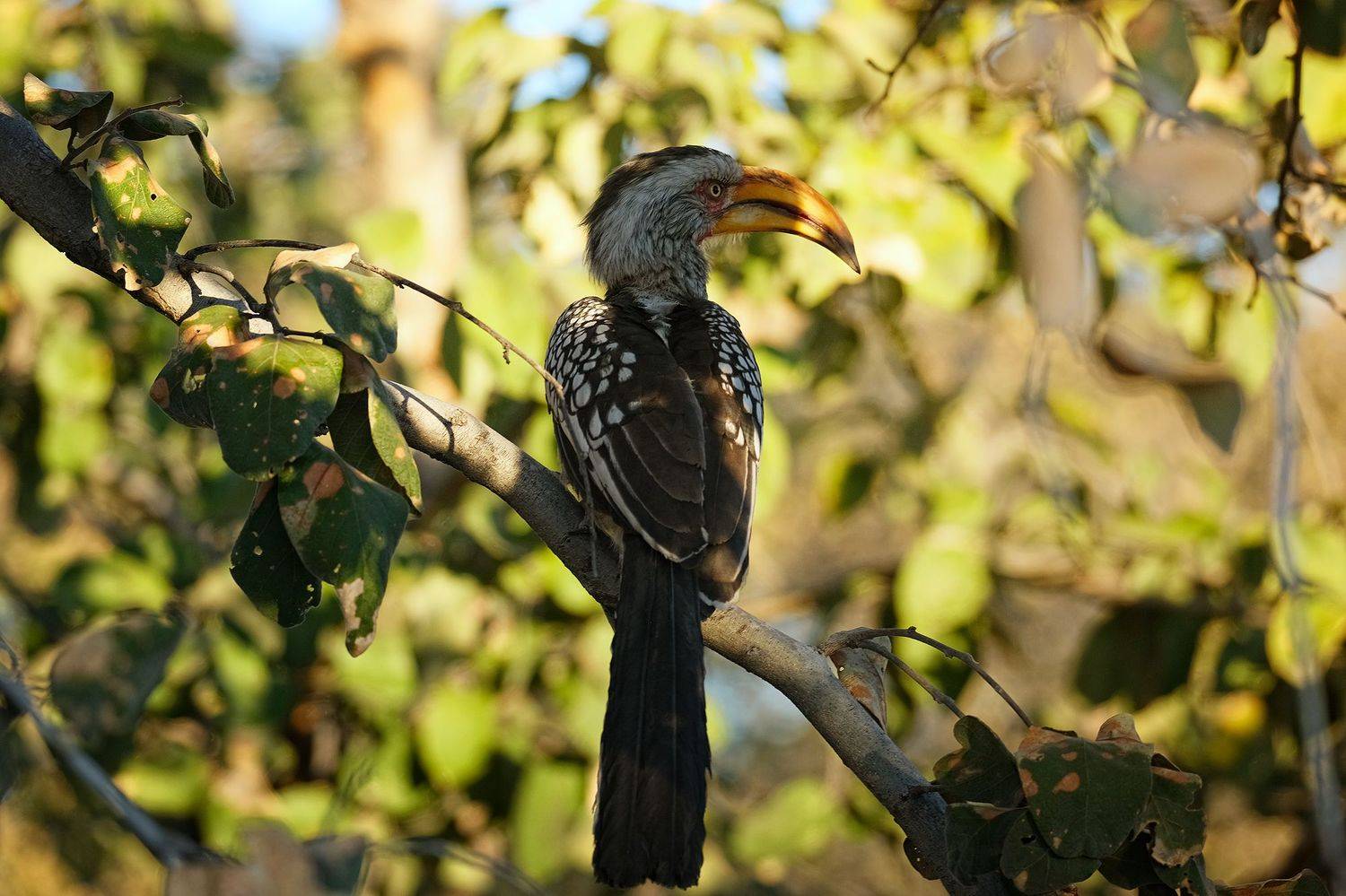 , Худзинская Ирина