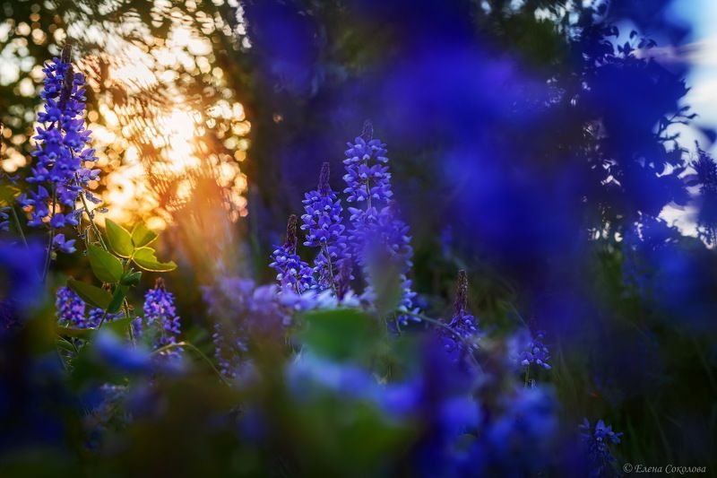 цветы, закат, галега, козлятник Галега лекарственная фото превью