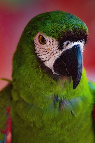 Roberto