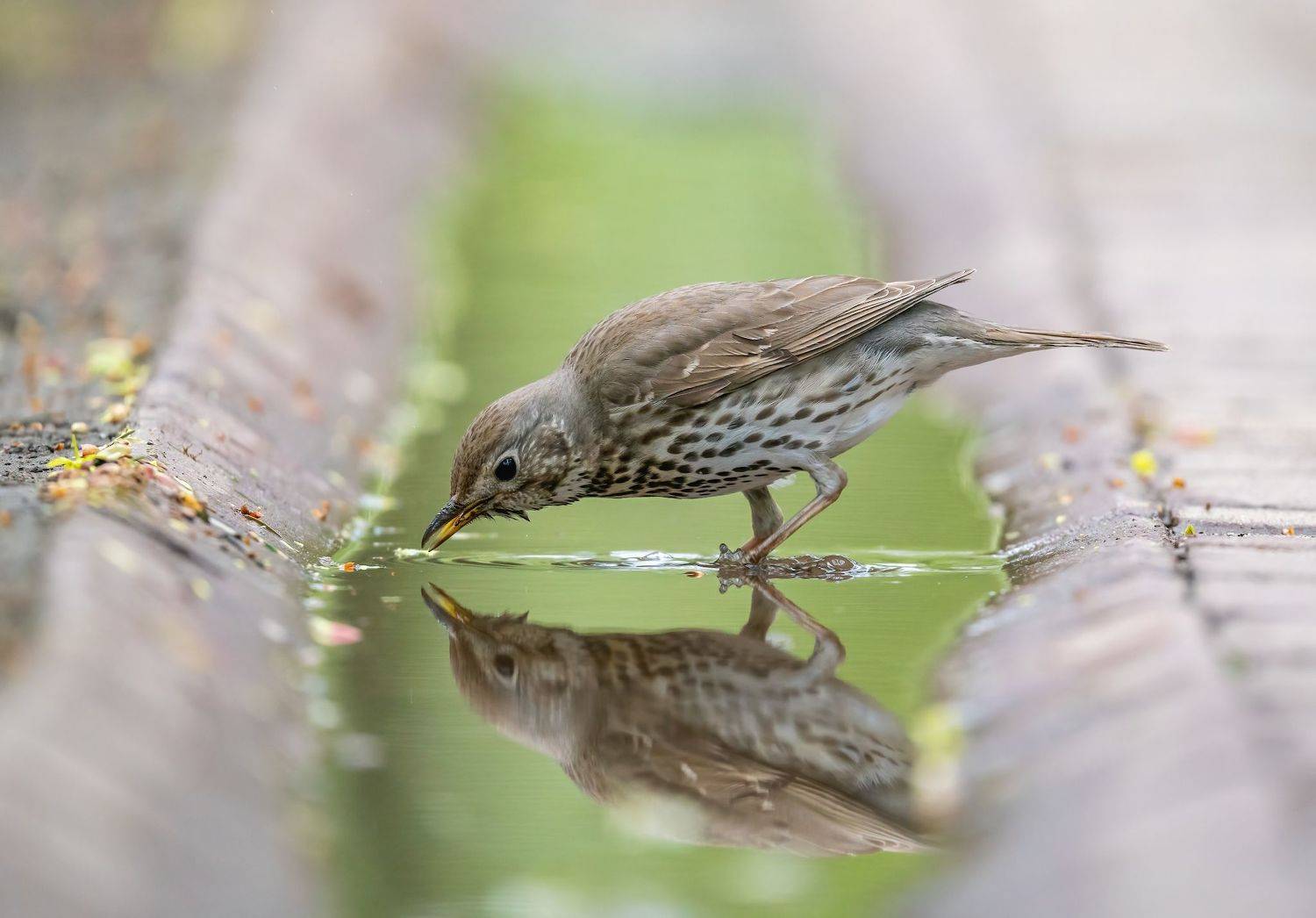 , Константин Дэм