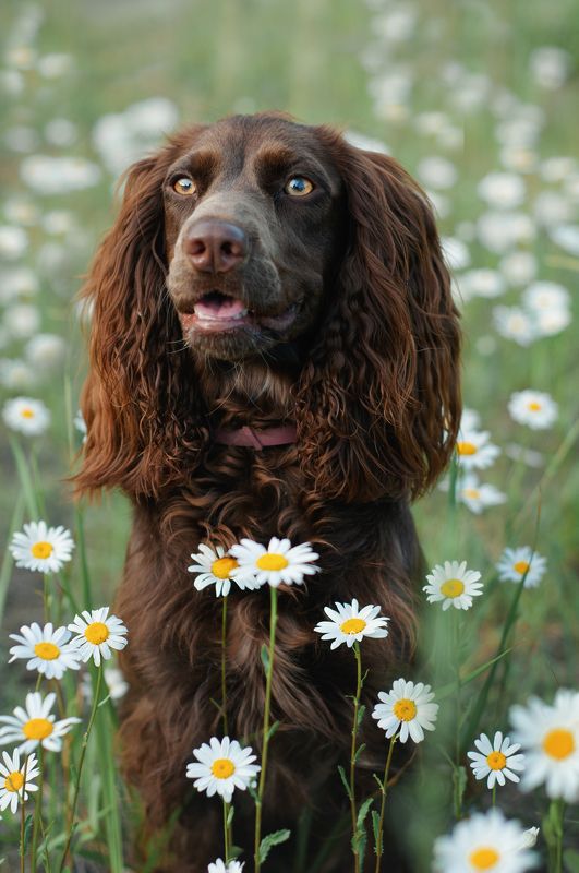 Айти фото превью